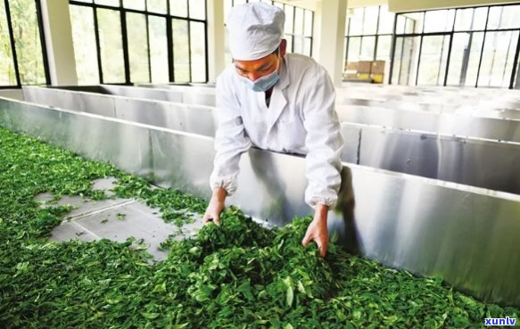 家坡茶厂：传承古法制茶工艺，打造绿色健饮品