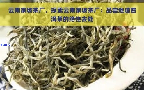 家坡普洱茶怎么样