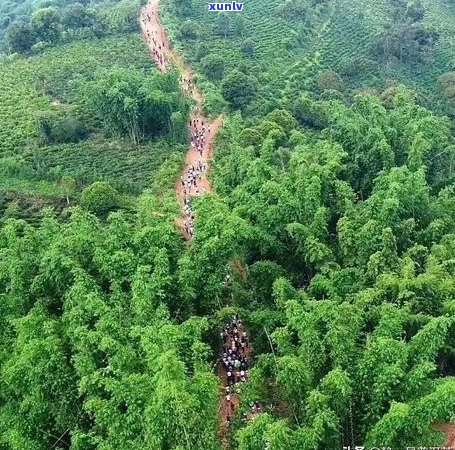 倚邦普洱茶与易武茶区：它们之间的关系及区别是什么？