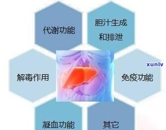 如何根据肝功能选择合适的佩戴物品：一份全面指南