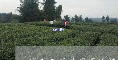 三亚普洱茶公司地址