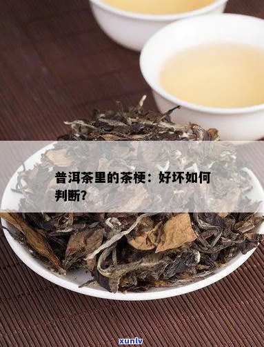 如何辨别普洱茶的优质梗与芽：一份详尽指南