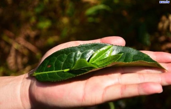 绿色健生活：探索用苹果树叶 *** 的普洱茶之奇妙口感