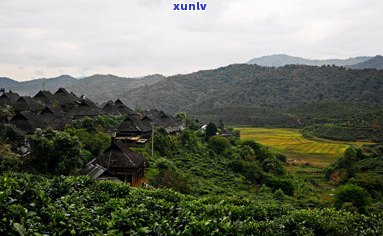 揭秘普洱茶新的八大茶山：从种植到品质的全方位解析