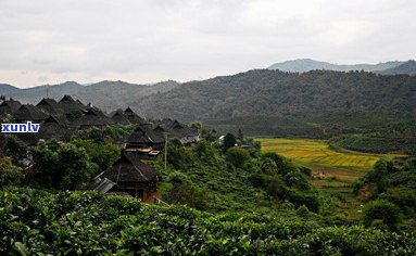 揭秘普洱茶新的八大茶山：从种植到品质的全方位解析