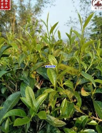 全面解读普洱茶新的八大茶山：地理位置、特点与品鉴指南一应俱全！