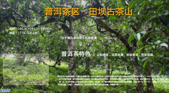 全面解读普洱茶新的八大茶山：地理位置、特点与品鉴指南一应俱全！