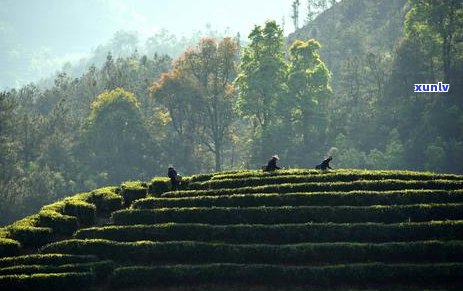 普洱茶新八大茶山是哪八个：云南普洱茶八大茶山盘点