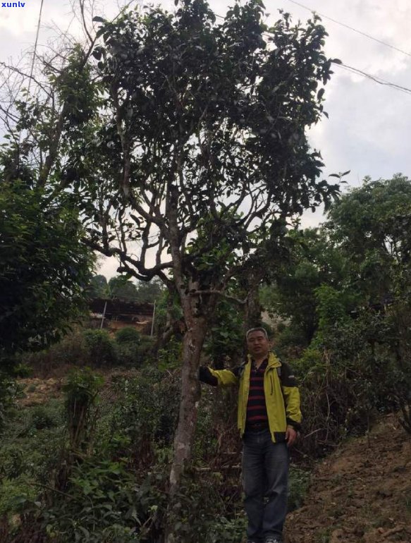 云南普洱茶八大茶山详解：从产地、品质到选购指南一应俱全