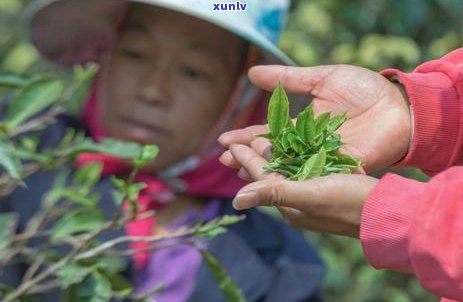 云南普洱茶八大茶山详解：从产地、品质到选购指南一应俱全