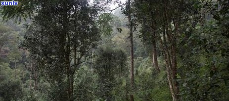 勐腊山水间，一碗水村普洱香