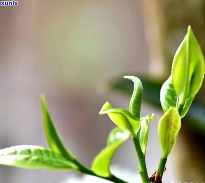 普洱茶一芽一叶特点介绍，一芽一叶和一芽二叶哪个更好？