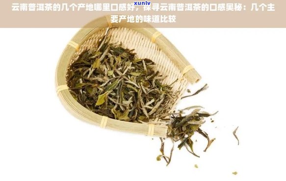 探究普洱茶一芽一叶的独特魅力：产地、工艺与口感分析