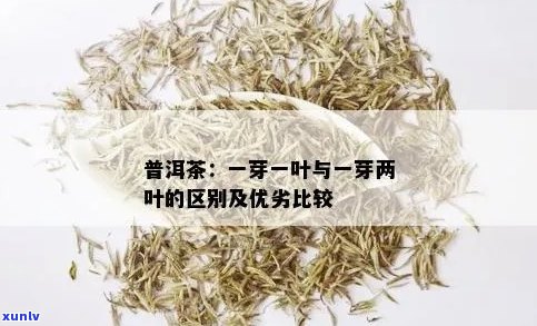 一芽一叶与一芽二叶普洱茶的对比分析：品质、口感和收藏价值