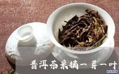 普洱茶一芽一叶特点