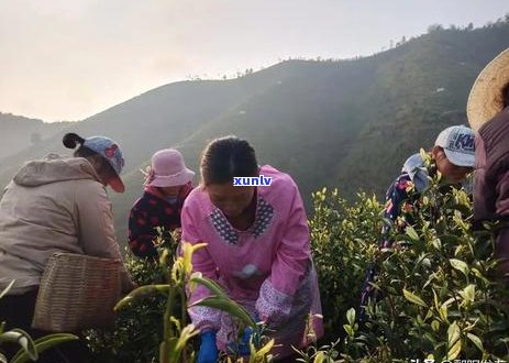 彩程普洱茶排名学费茶第二位：揭示真正的好茶之道