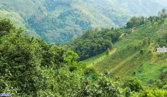 云南十大名山普洱茶产地与排名一览，品鉴云南特色好茶