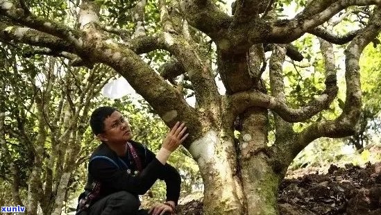 云南顶级普洱茶：古树茶韵品鉴之旅