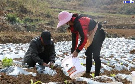 永德县班卡乡普洱茶：品质、 *** 工艺、功效与泡法的全面解析