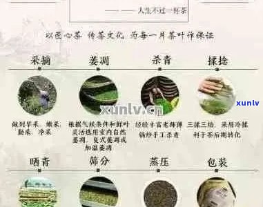 七彩普洱茶品鉴指南：全面了解价格、品质与口感的关键因素