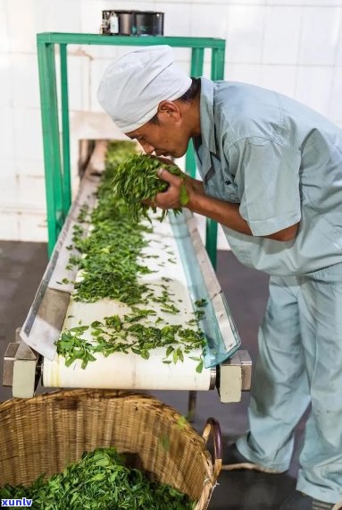 普洱茶春海茶厂：品质越，茶叶选材严谨，生产工艺精的全方位指南