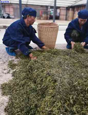 景迈山春茶市场价格分析：了解茶叶行业的关键指南