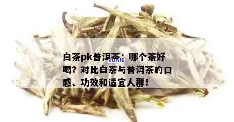 普洱茶与白茶混饮：口感和功效的双重体验