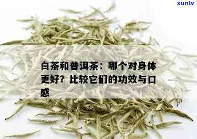 普洱茶与白茶混饮：口感和功效的双重体验