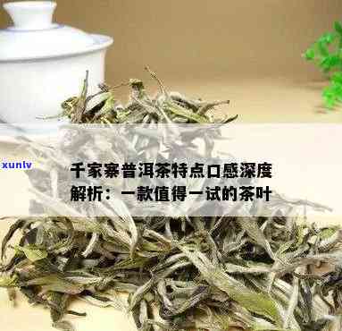 千家寨普洱茶：独特的风味及其口感特征探讨