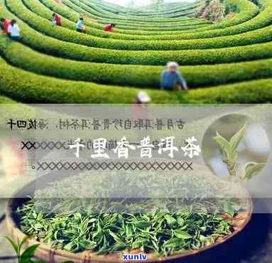 千里香茶叶：传承古法，品味人生