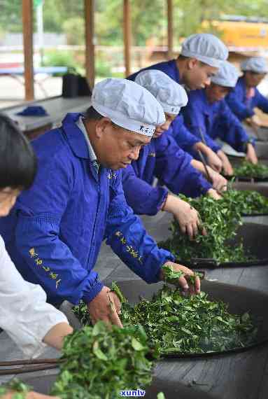 千里香茶叶：传承古法，品味人生