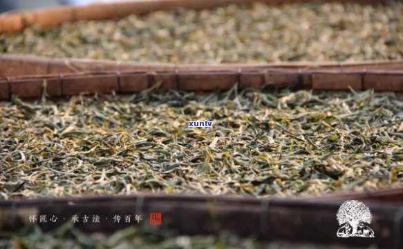 千里香茶：传承古法制茶，共享天然香气