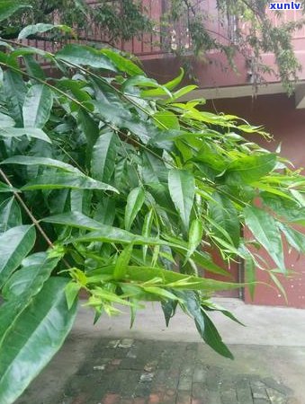 普洱茶中稀有的千年古树茶叶售价解析：品质、产地与市场行情