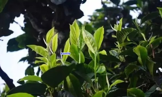 勐库古树茶价格：一斤多少钱？