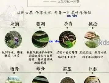 牌厚德载物普洱茶：品种、产地、年份、口感、功效等全面解析与选择指南