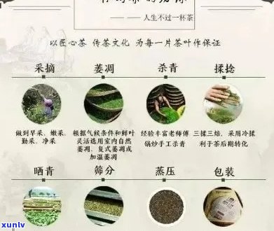 普洱茶：品种、 *** 工艺、品饮 *** 以及健益处全面解析