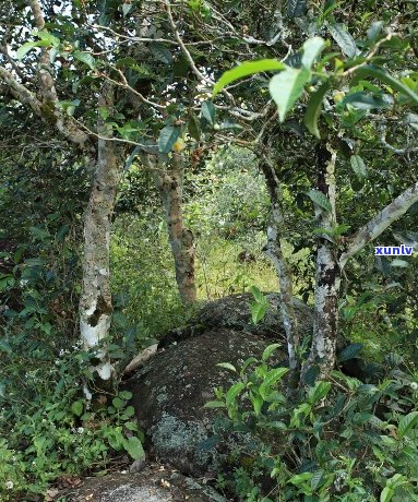 易武正山普洱茶春阳：古树韵味，岁月沉淀的醇香之选