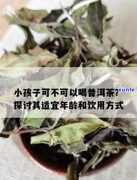 9个月宝宝喝普洱茶：安全性、适用性及适量指南