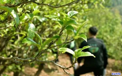 一包普洱茶叶能泡几次：探究每包普洱茶的可泡次数及其重量