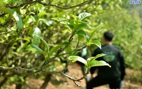 一包普洱茶叶能泡几次：探究每包普洱茶的可泡次数及其重量