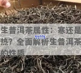 生普洱茶的寒热属性：科学解析与适用体质