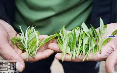 普洱茶五年了还能喝吗？有没有潜在的健风险？如何判断普洱茶的质量？