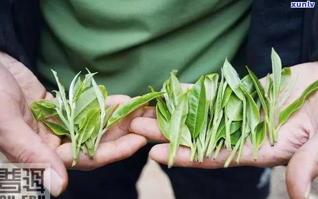 普洱茶五年了还能喝吗？有没有潜在的健风险？如何判断普洱茶的质量？