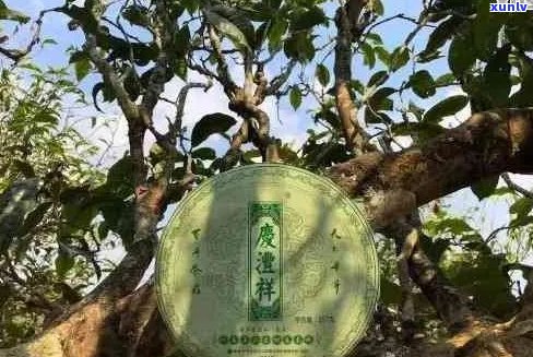 云南普洱茶庆丰祥：品质、历、文化与品鉴 *** 的全面解析