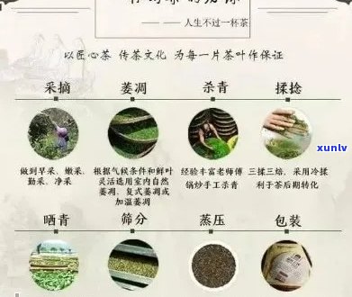 天马古树宫廷普洱茶：品种、产地、 *** 工艺与品饮 *** 全面解析