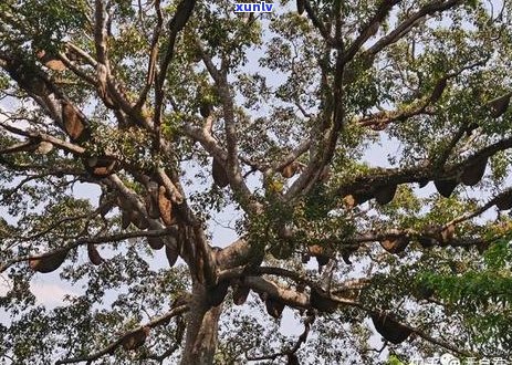 蜂蜜喝普洱茶能一起喝吗：女生、女性、女人，蜂蜜和普洱茶能一起泡茶喝吗？