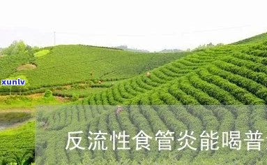 普洱茶对反流性食管炎患者的影响：可以喝吗？