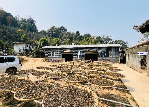 域邦普洱茶生产厂家