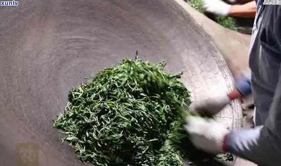 普洱茶杀青揉拧后可以一起冲泡喝吗？如何正确饮用普洱茶？