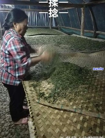 普洱茶叶杀青的完整过程与技巧：如何确保茶叶质量和口感？